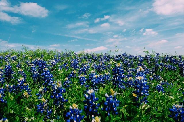 Texas.jpg